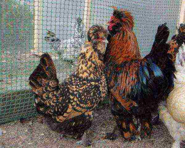 rooster and kuitsa of Pavlovsk breed