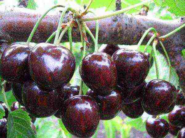 Ripe cherry fruits grade Valery Chkalov