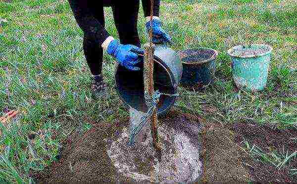 When watering a young tree, no more than 3 buckets of water are used, but for watering a large and fruiting cherry, you need at least 6 buckets