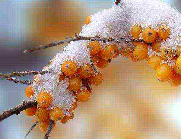 Maaari mong ipagpaliban ang pag-aani ng sea buckthorn para sa taglamig: ang mga nakapirming berry ay hindi nasira sa panahon ng pag-aani