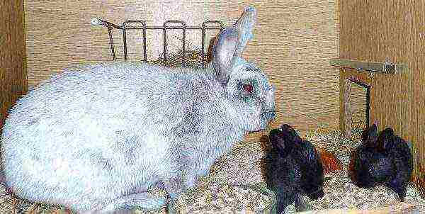 Black rabbits with a rabbit