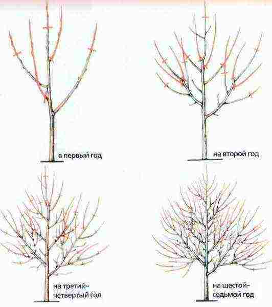 Scheme of pruning apricot by year