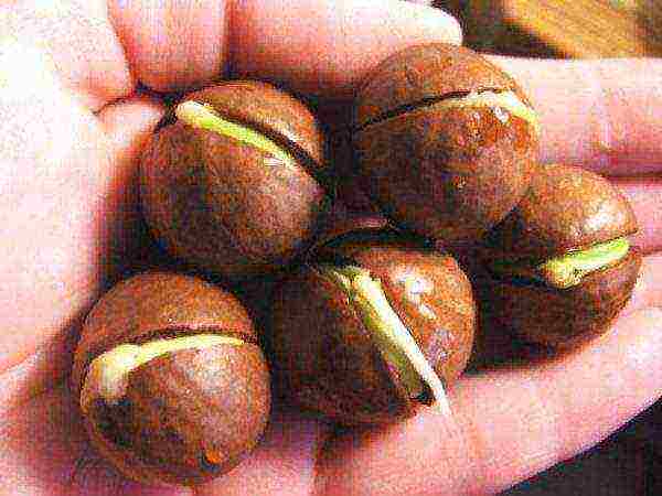 Sprouted horse chestnut