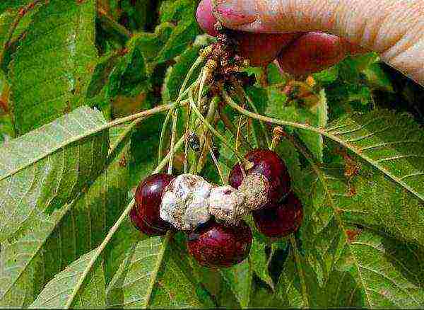 Fungal disease of sweet cherry