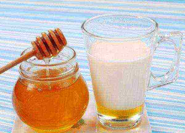 Preparation and dilution of propolis tincture with milk