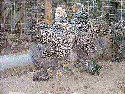 gray chickens of the Brama breed behind the net