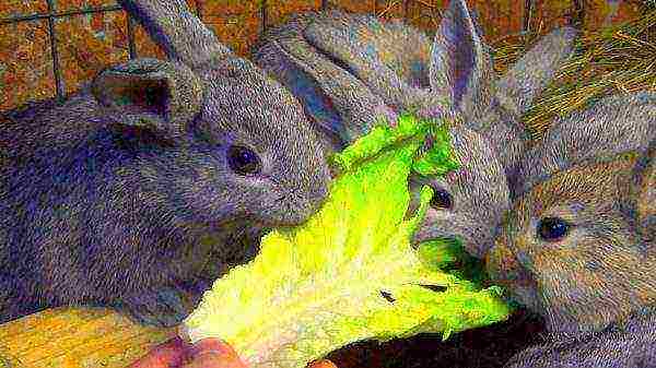 Rabbits eat a cabbage leaf