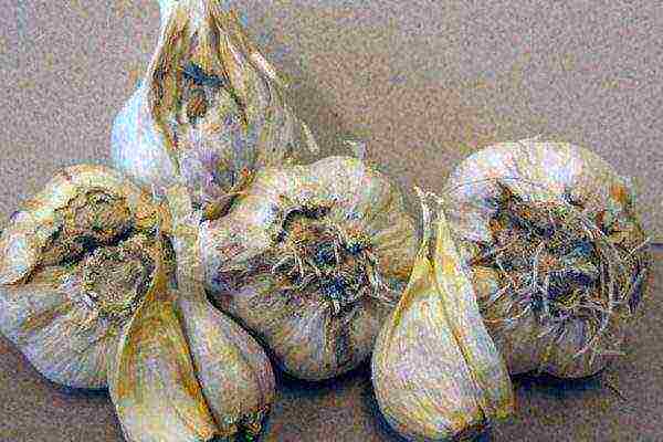 Garlic improperly prepared for storage has rotted