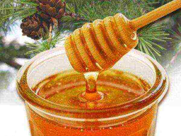 Taiga flower honey