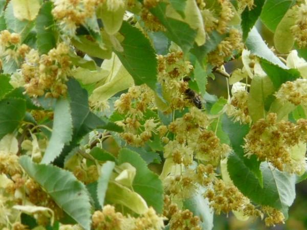 Linden flowers and bee
