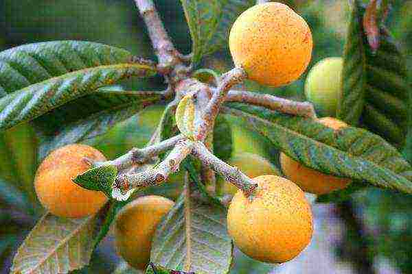 Ang mga medlar berry ay naglalaman ng isang malaking halaga ng mga kapaki-pakinabang na bitamina at mineral