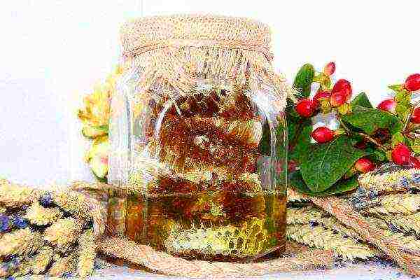 Taiga honey in combs in glassware
