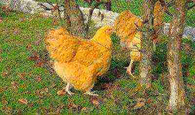 yellow orpington chickens