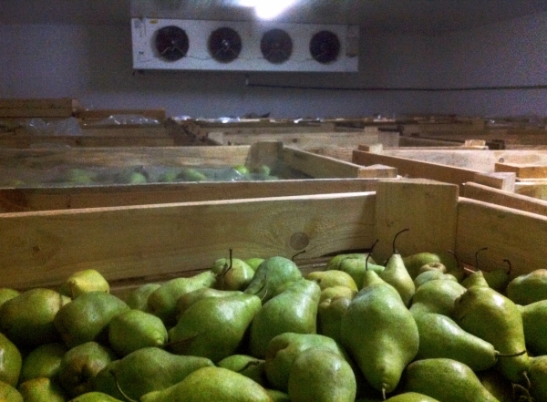 You can save pears for the winter in the refrigerator, on the balcony, in the cellar or basement.