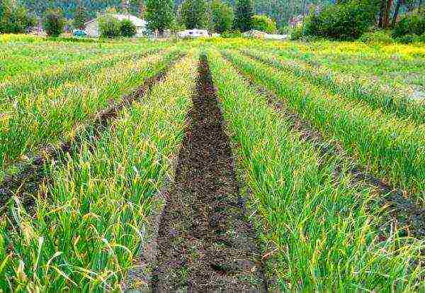 Garlic requires compliance with crop rotation rules