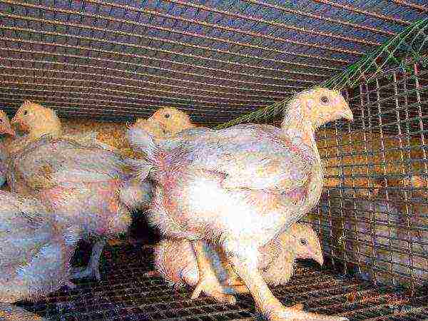 Broiler chickens in a cage