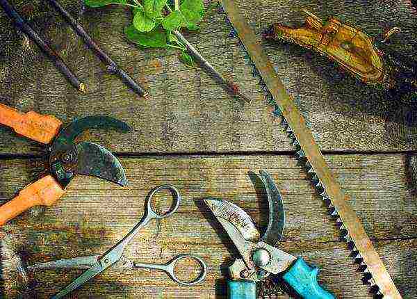 For trimming you need sharp stainless tools: hacksaw, pruning shears