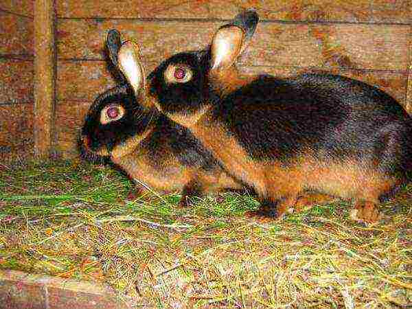 Black-brown rabbit