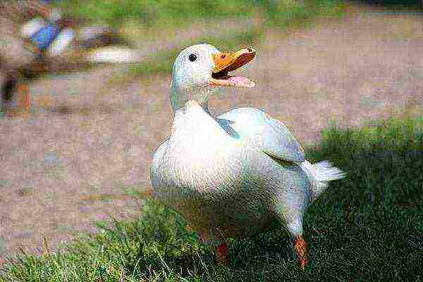 Peking duck