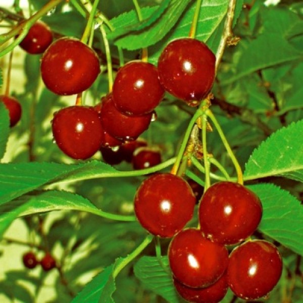 Cherry variety Pink