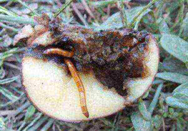 Wireworm in potatoes