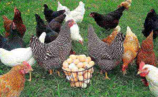 Collecting eggs from laying hens