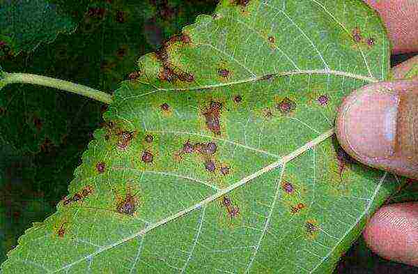 Ang Cherry plum Kuban comet ay sinaktan ng brown spot