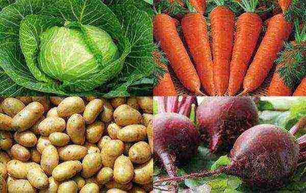 Cabbage, carrots, potatoes, beets