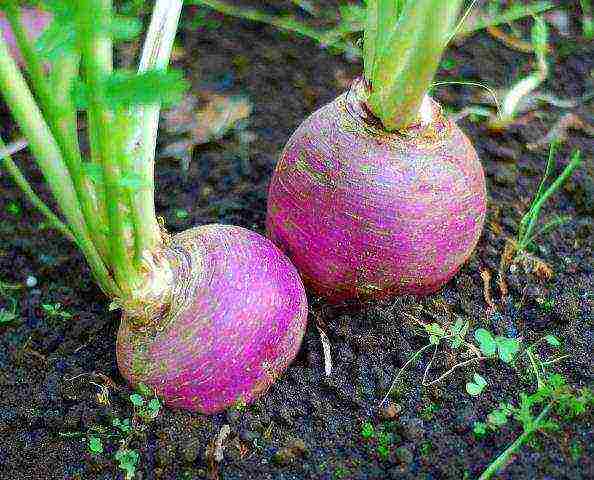 Rutabaga in the garden