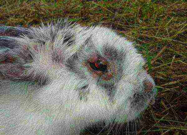The onset of myxomatosis disease in rabbits