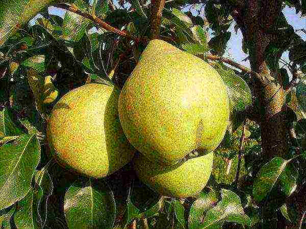 Ripe and juicy fruits of the Prosto Maria pear, ripe in September