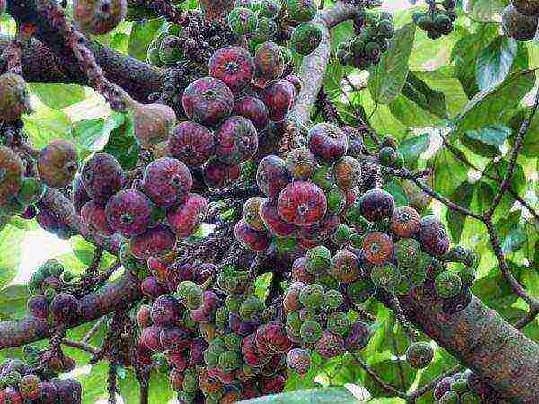 Ripe bunches of fig fruits on the tree, ready to be harvested