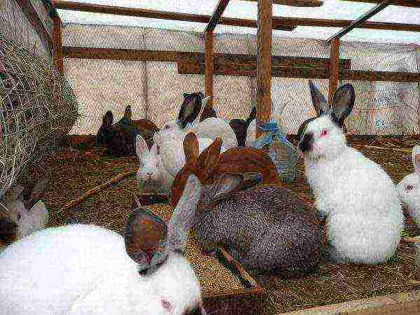 Keeping rabbits in pens