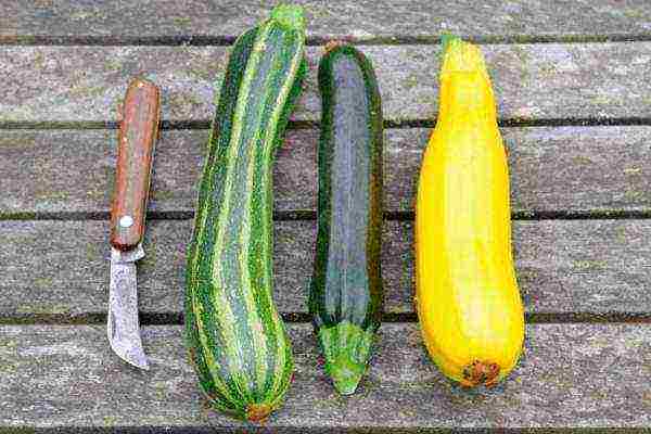The vegetable is early ripening, warm and moisture-loving, low-calorie, quick to prepare