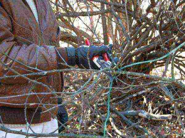 Salamat sa pamamaraang pruning, ang korona ng puno ay nabuo nang tama, na humahantong sa isang mayamang pag-aani