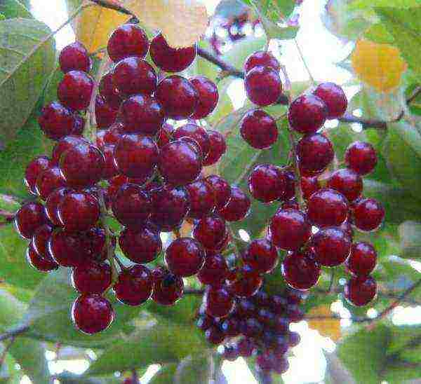 The berries of the virgin bird cherry contain chlorogenic acid, which has fat burning properties