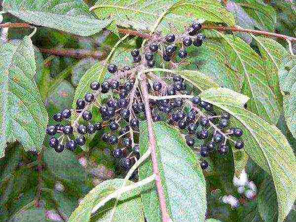 Ripe berries of Maak cherry