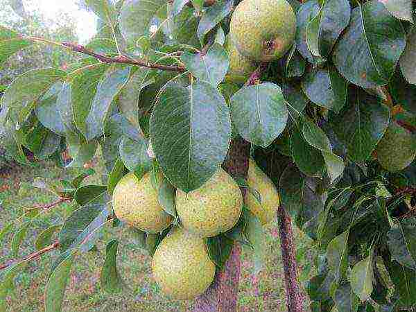 Night Werth Pear Tree