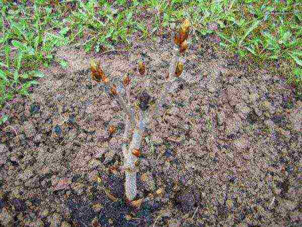 Young chestnut trees need regular watering