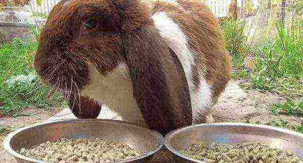 أرنب يأكل العلف المركب