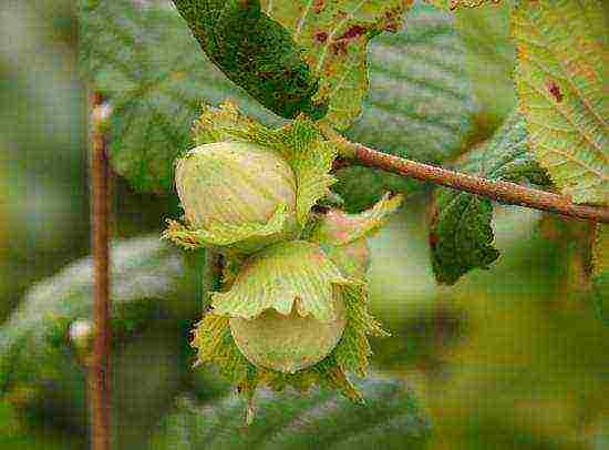 Green hazelnuts