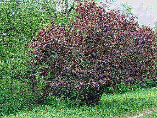 Hazelnuts can reach 5 m in height