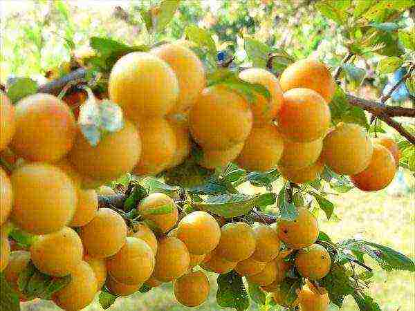 Gintong plum