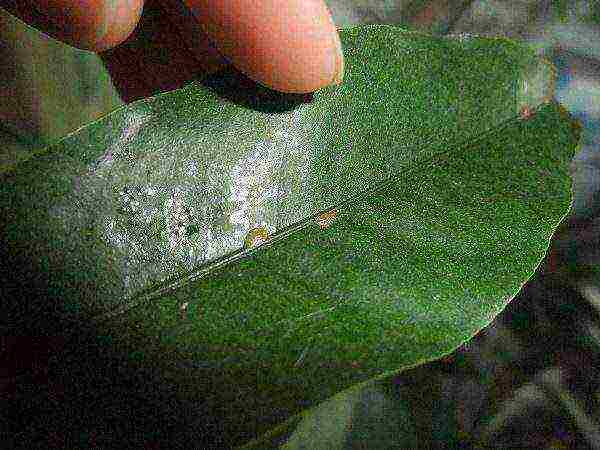 Kumquat leaves are affected by scabies