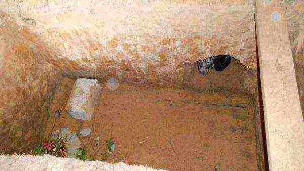 Rabbit hole with burrow