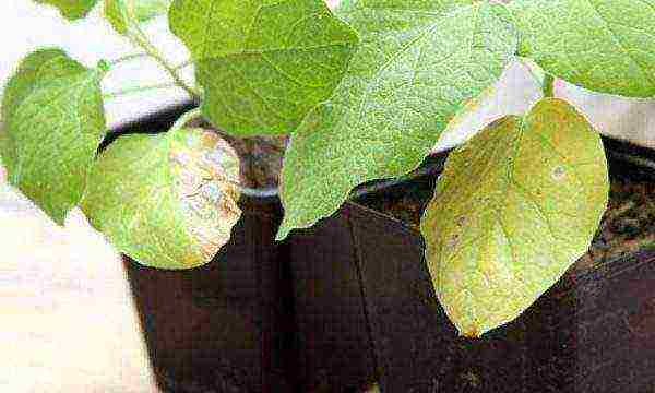 Eggplant seedlings with yellowed leaves