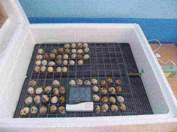 Postavljanje jaja u inkubator i provjeravanje potrebne temperature