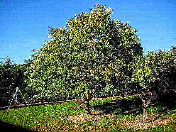 Ideal walnut is a dominant tree and everything that will be planted nearby is doomed to perish