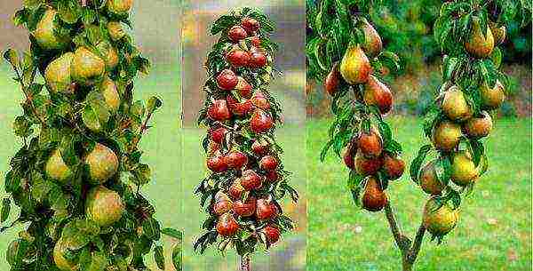 Variety of columnar pears