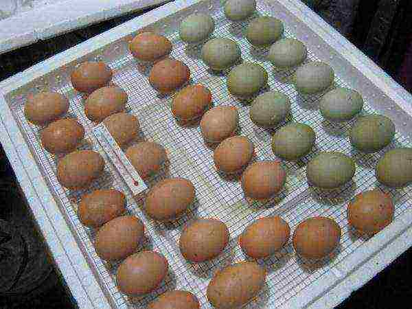 chicken eggs for incubation